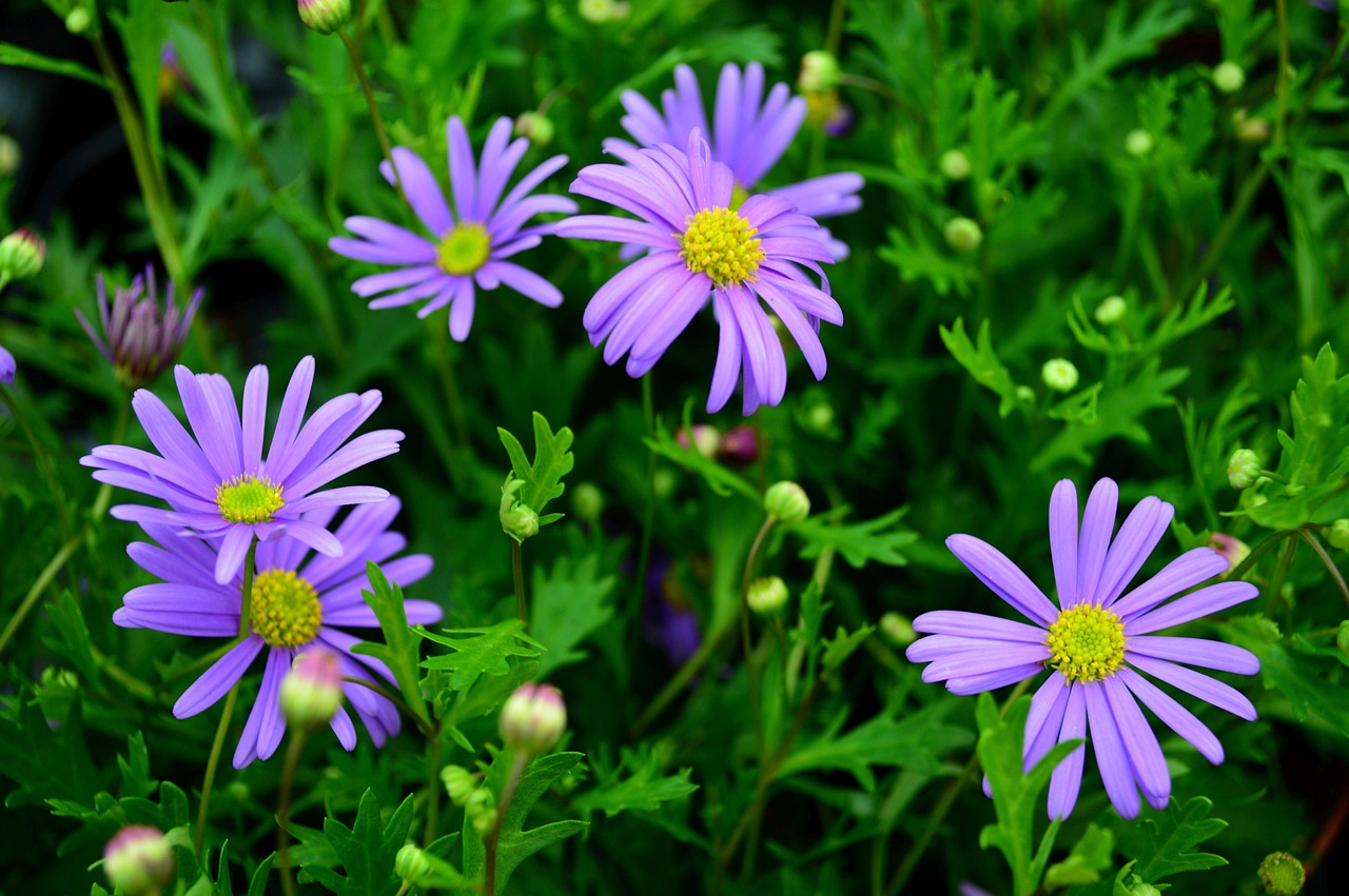 Australische Gänseblümchen