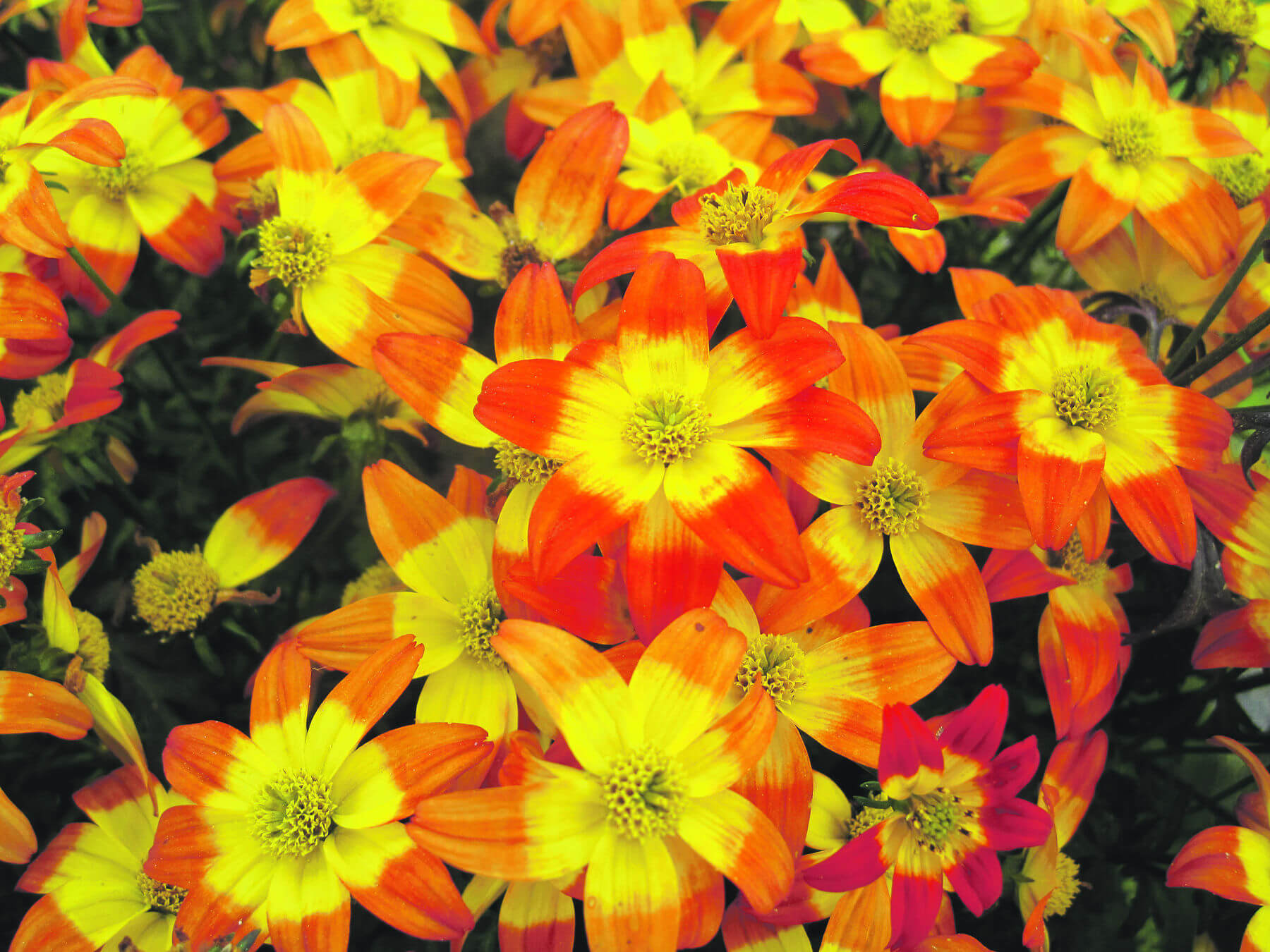 Bidens