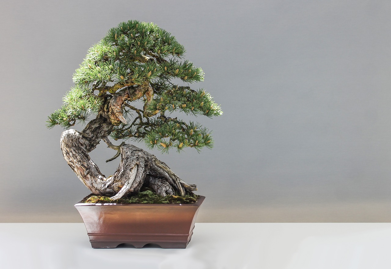 Bonsai-Baum
