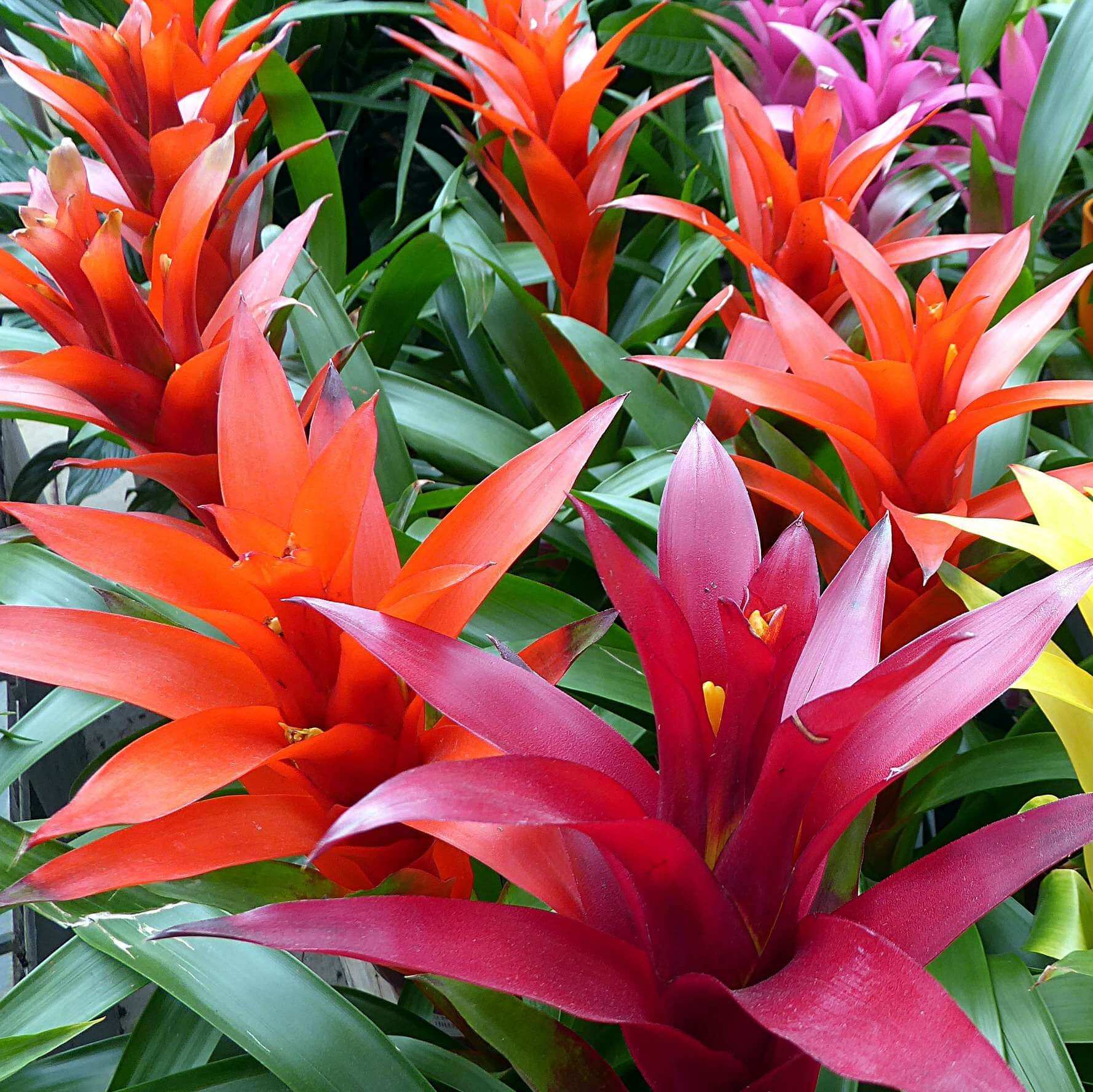 Bromelien