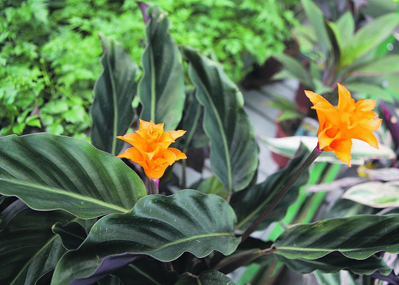 Calathea-Pflanze mit zwei orangen Blüten