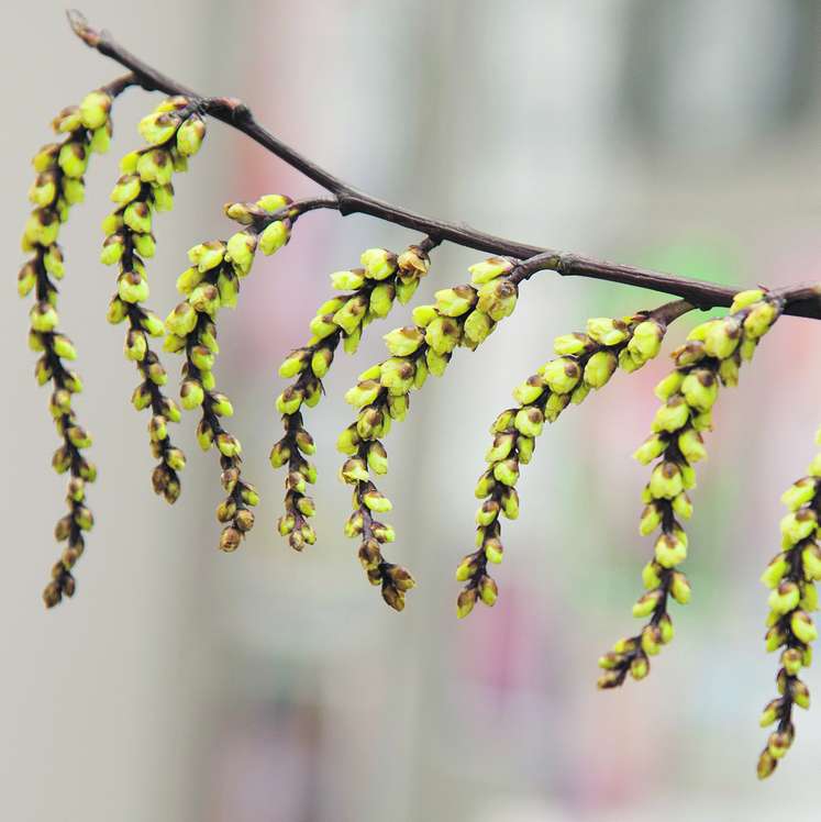 Chinesischer Perlschweif