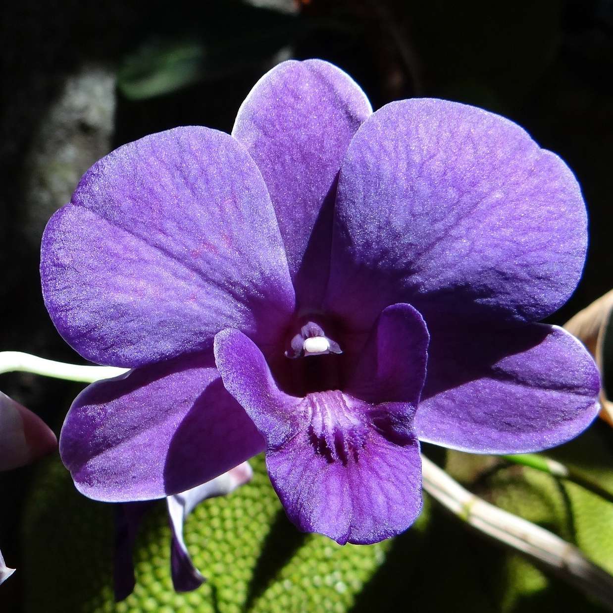 Dendrobium-Hybriden Blüte