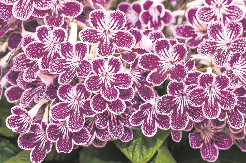 Aparte Blüten, die an Orchideen erinnern, machen die Drehfrucht zu einem Blickfang auf der Fensterbank. ©Antonina Vincent/stock.adobe.com