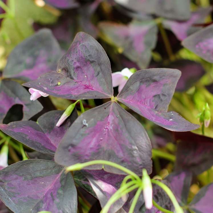 Dreieckiger Glücksklee