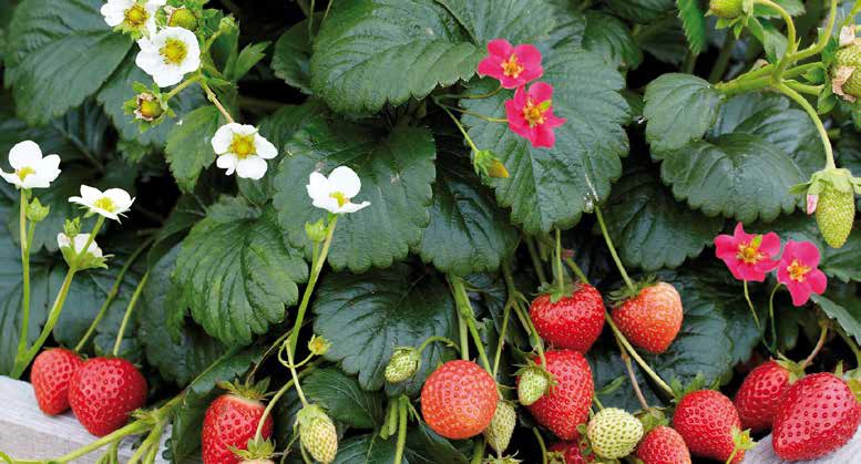 Erdbeerduo Alba & Ruby ©Volmary GmbH/Blumenmarketing Austria