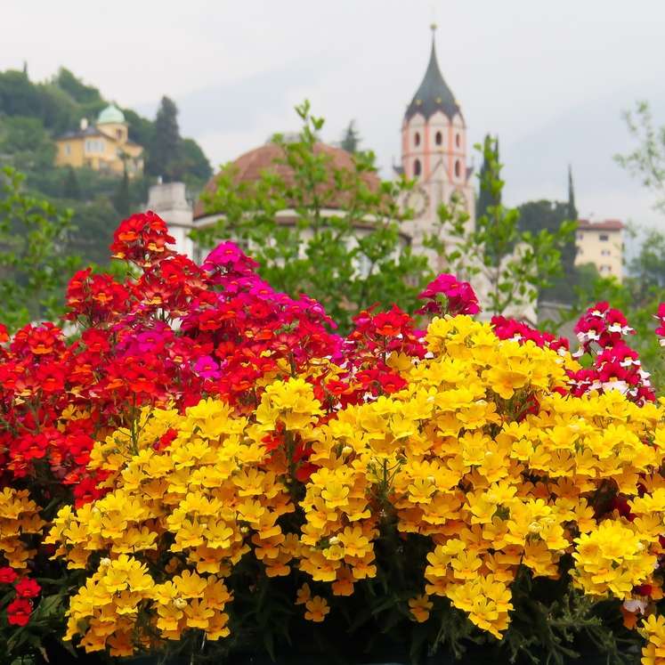 gelber und roter Elfenspiegel