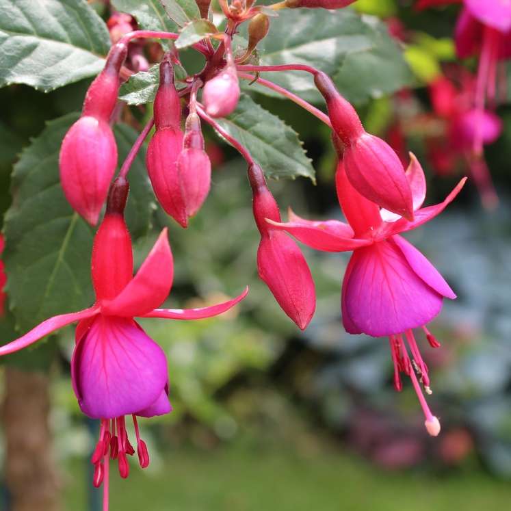 Fuchsie