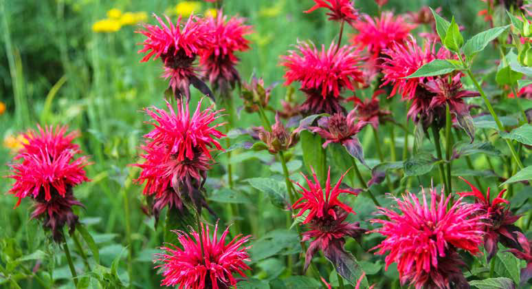 Indianernessel (Monada sp.)