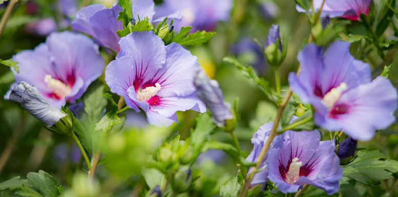 Der Garteneibisch (Hibiscus syriacus) ist eine spätblühende Farbenpracht im Garten. ©Oligo/stock.adobe.com