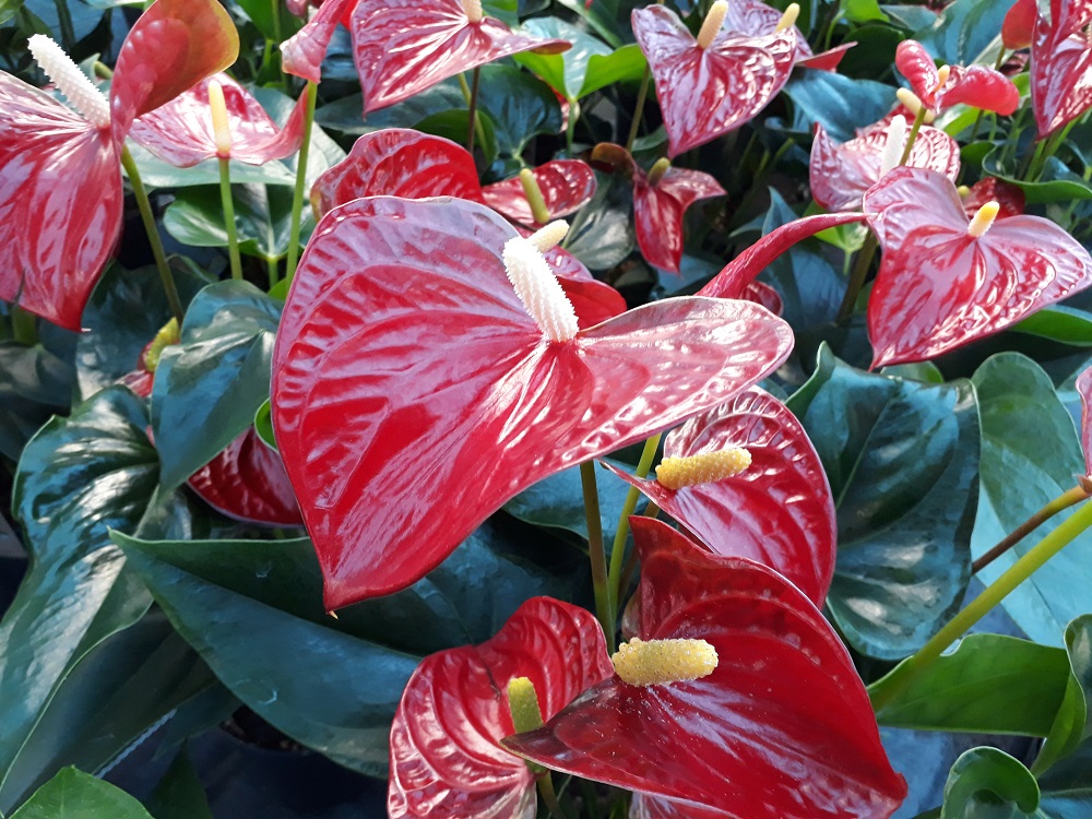 Große Flamingoblume ©Christian Kornherr/LK Niederösterreich