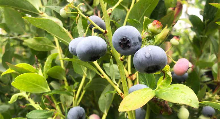 Heidelbert - Eine Kulturheidelbeere der neuesten Generation. ©Blumenmarketing Austria