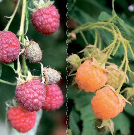 ©Robert Mayer Pflanzenvertrieb GmbH