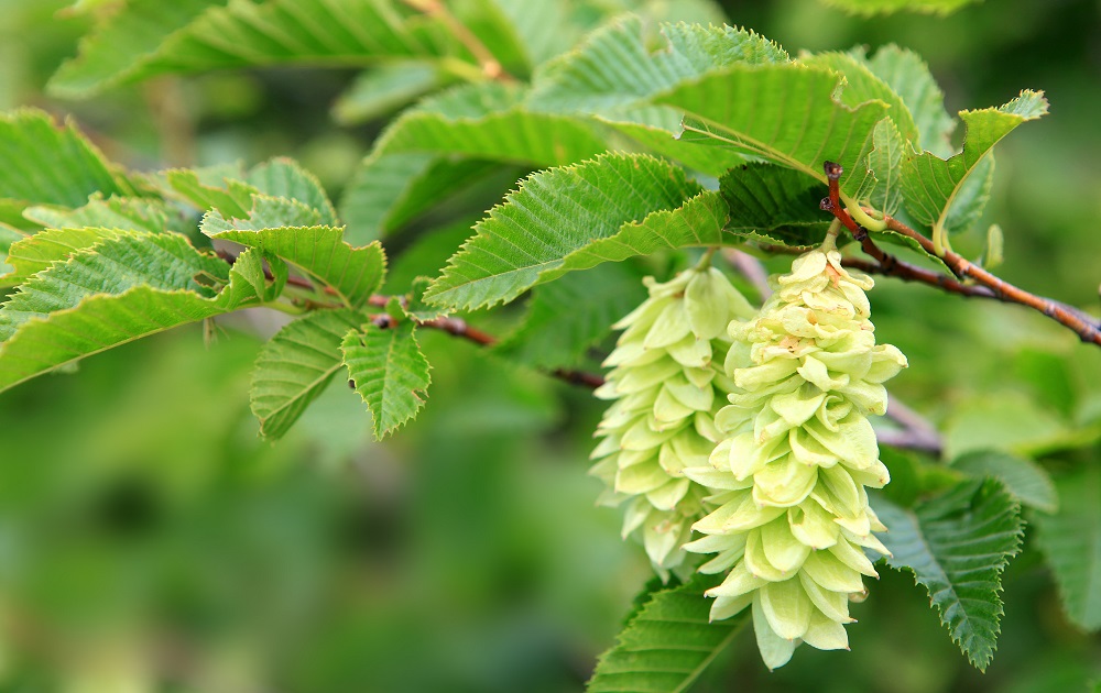 Hopfenbuche ©Konstanze Gruber/stock.adobe.com
