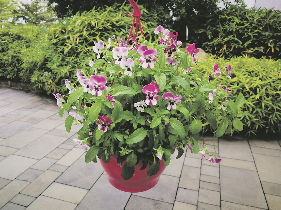 Vielfältig einsetzbar macht sich das Hornveilchen auch in Ampeln gut. ©Eva Kail/LK Niederösterreich