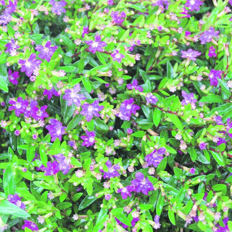 Japanische Scheinmyrthe