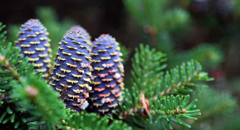 Koreatanne ©JRJf/instock.adobe.com