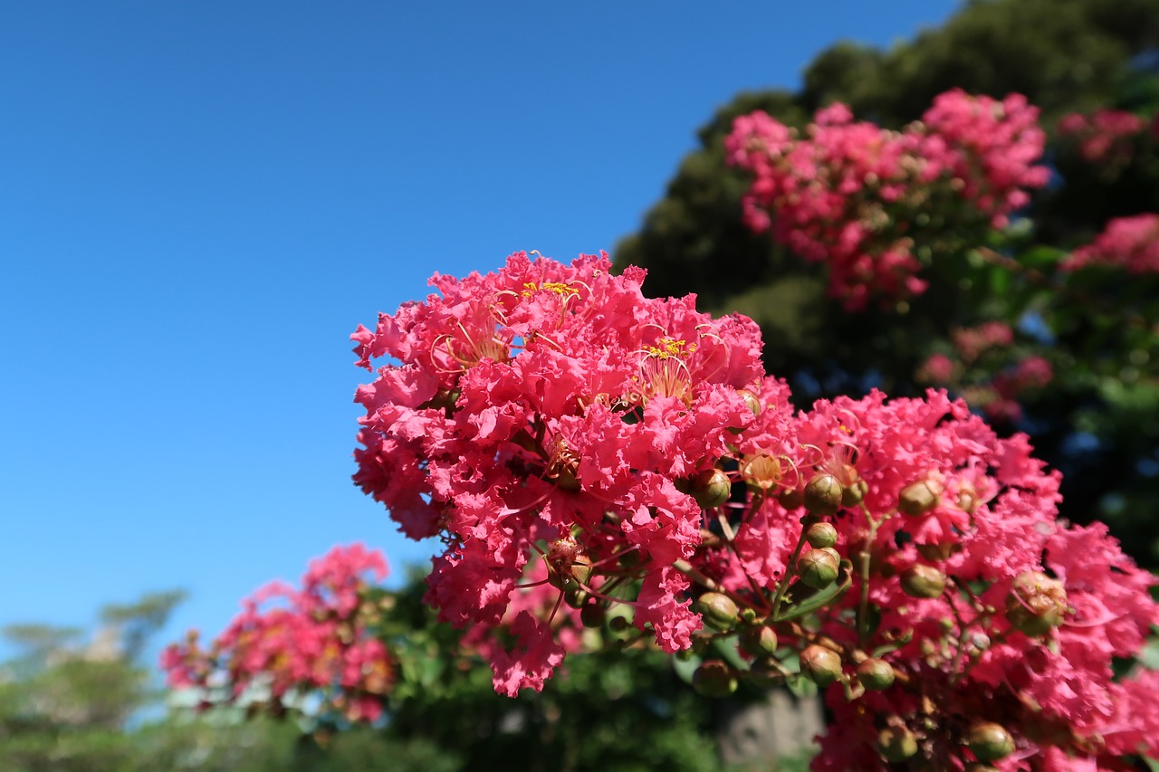 Lagerstroemia