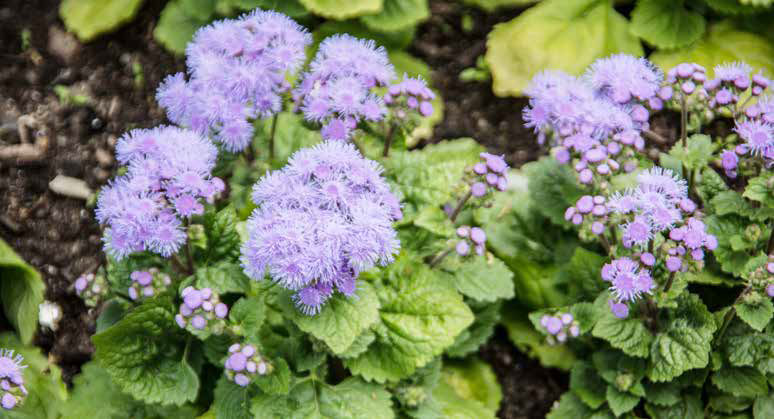 Leberbalsam ©Dr. N. Lange/stock.adobe.com