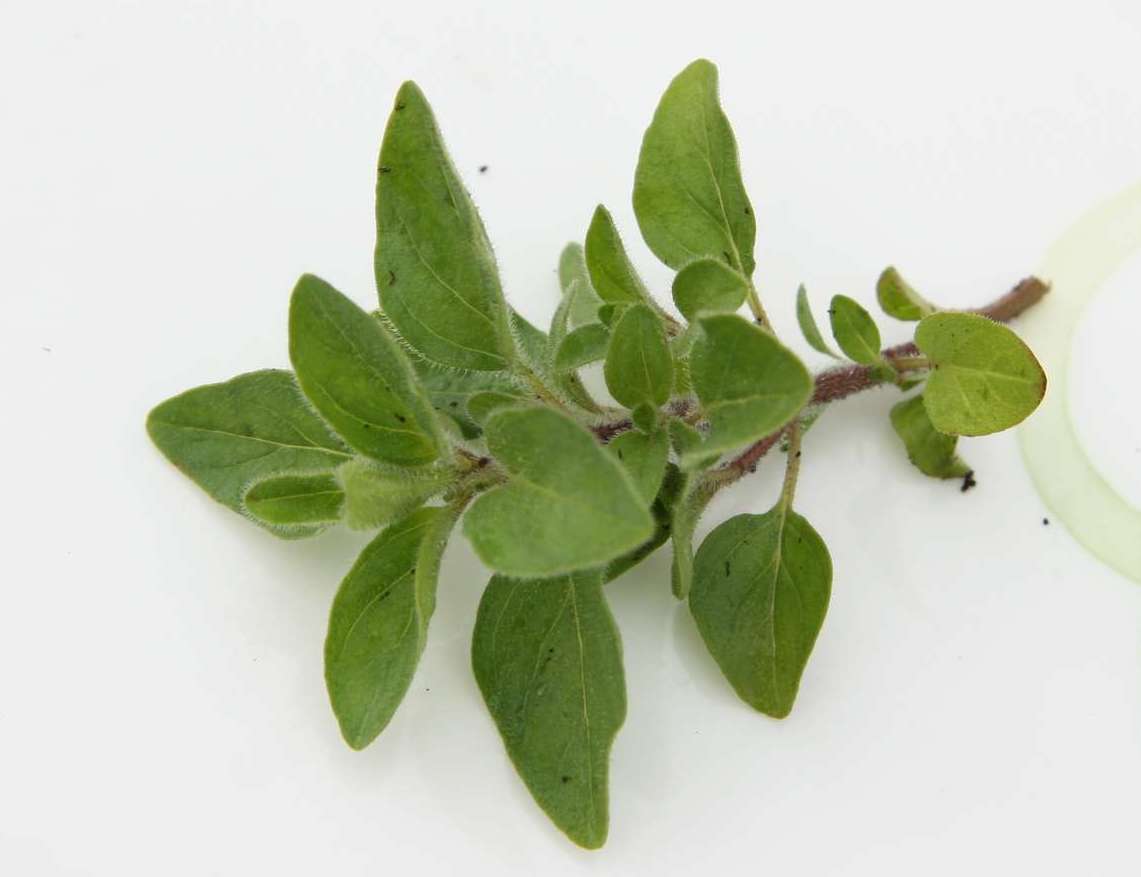 Oregano
