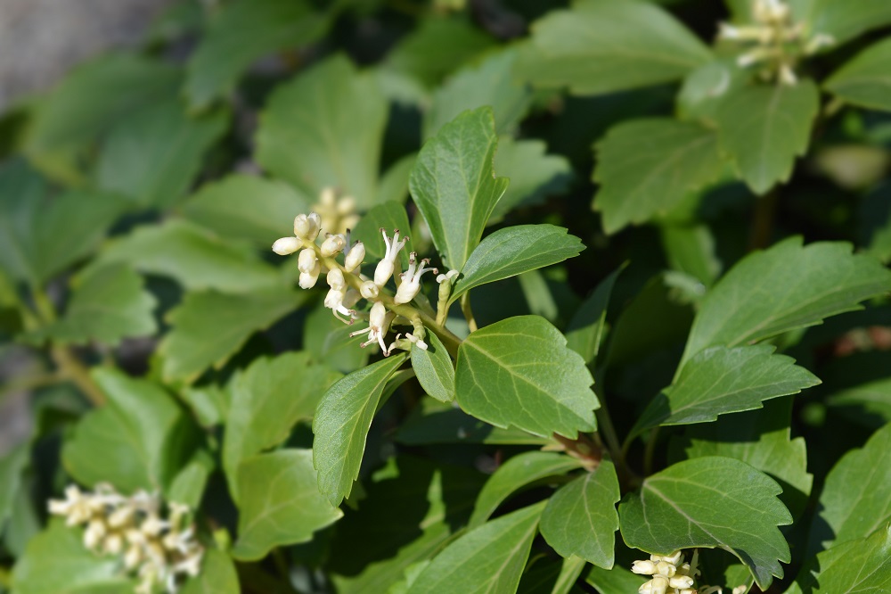 Pachysandra Dickmännchen ©nahhan/stock.adobe.com