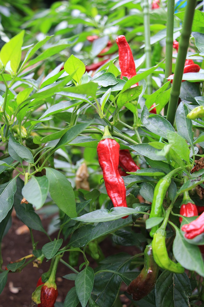 Pauli Pepper Paprika