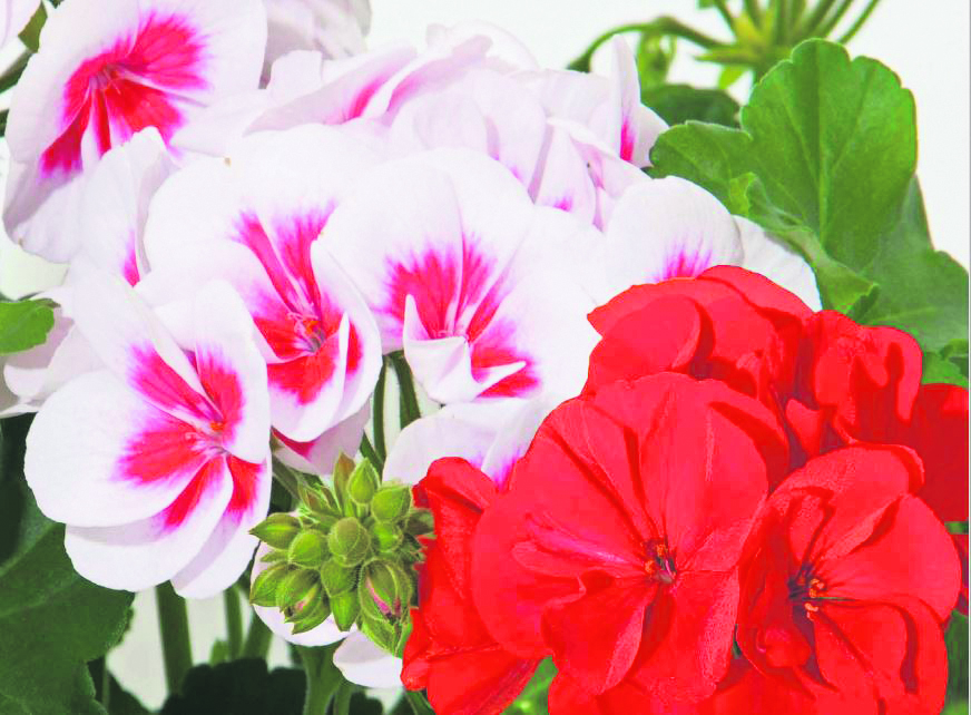 Pelargonien