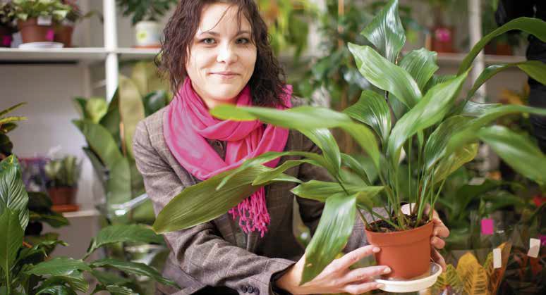 Schusterpalme ©JackF/stock.adobe.com