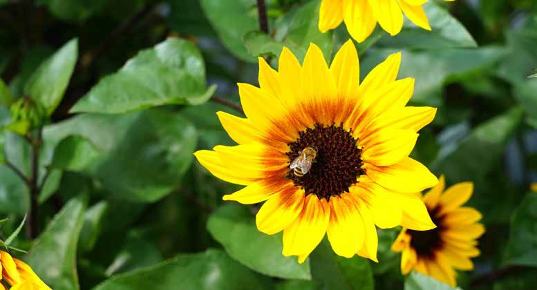 Sonnenblume Sonnenprinzessin ©Harald Rammel