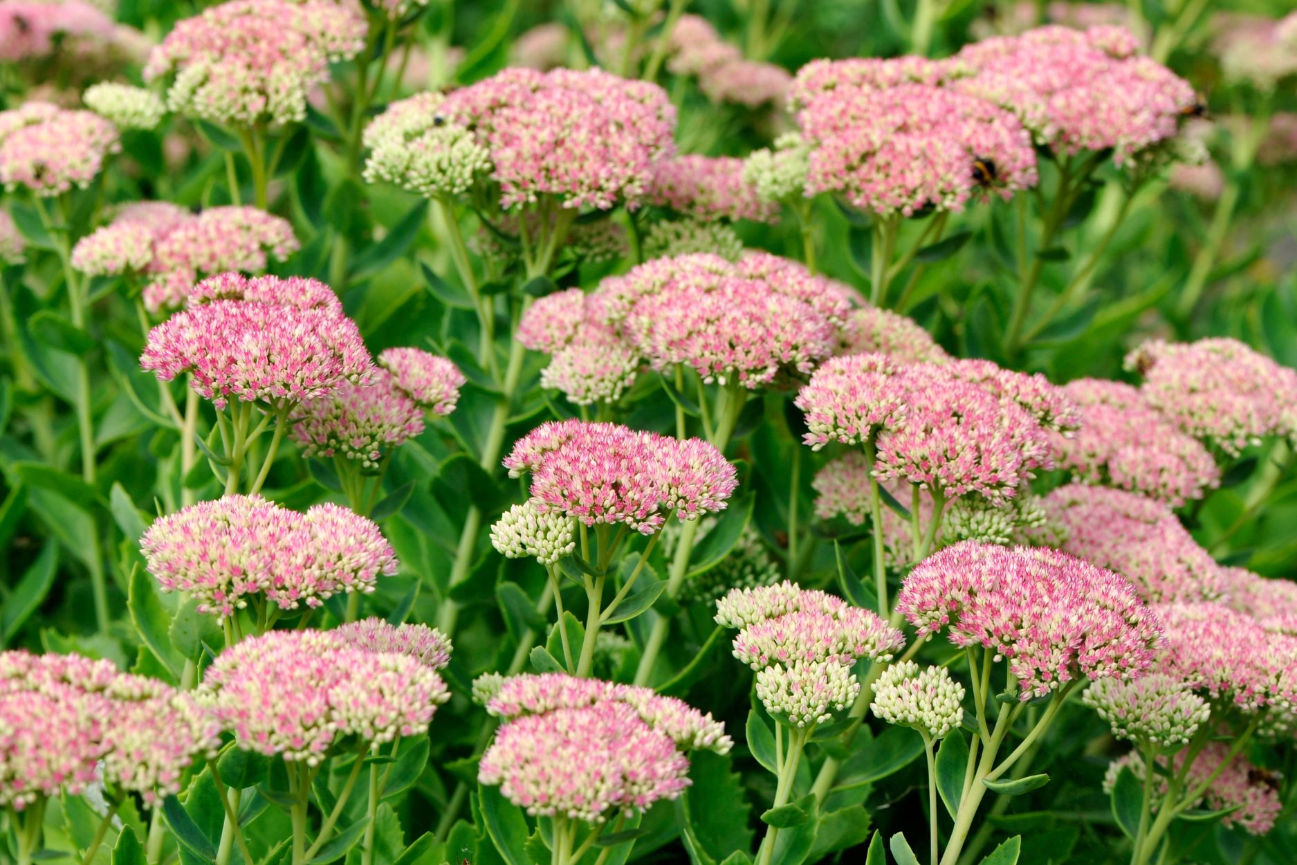 Sedum, Fetthenne