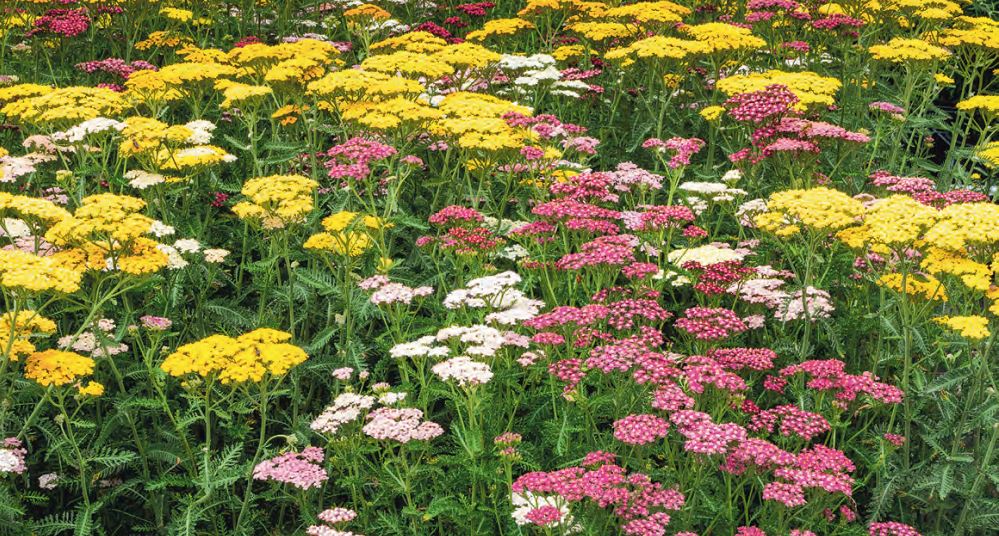 Schafgarbe ©Eberhard/stock.adobe.com