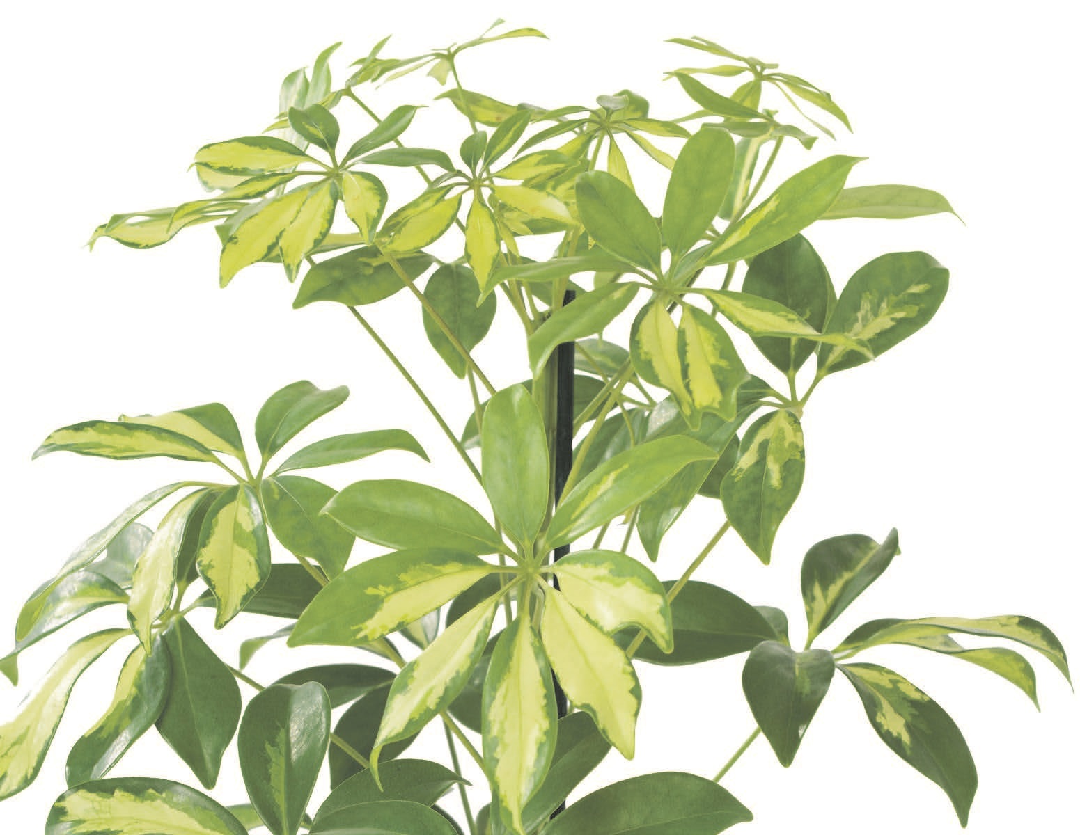 Schefflera