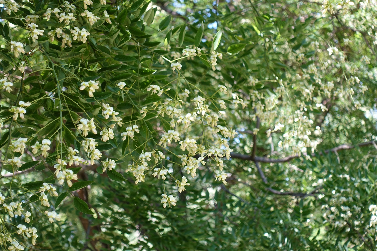 Many white flowers of Sophora japonica tree