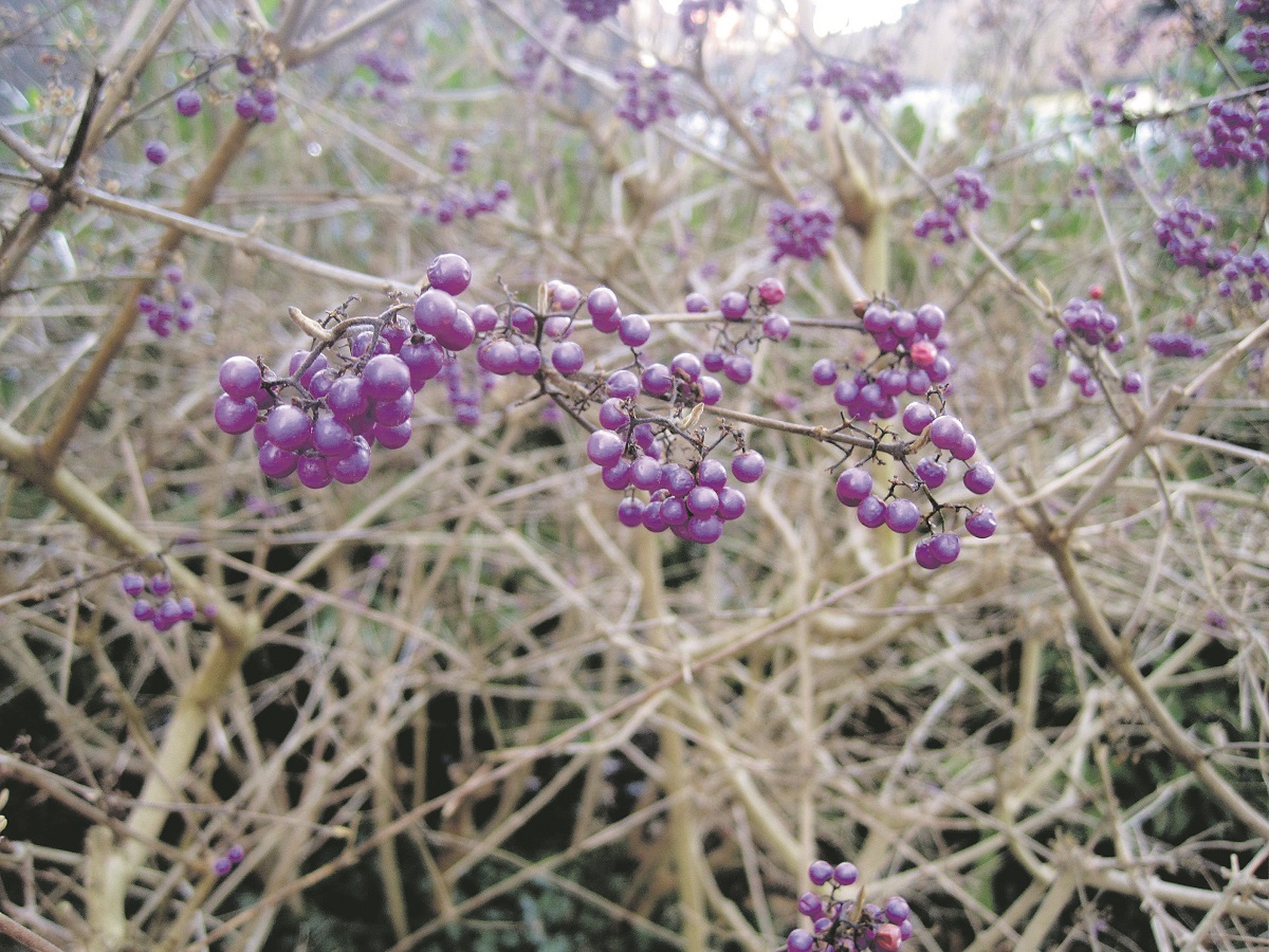 Schönfrucht-Strauch