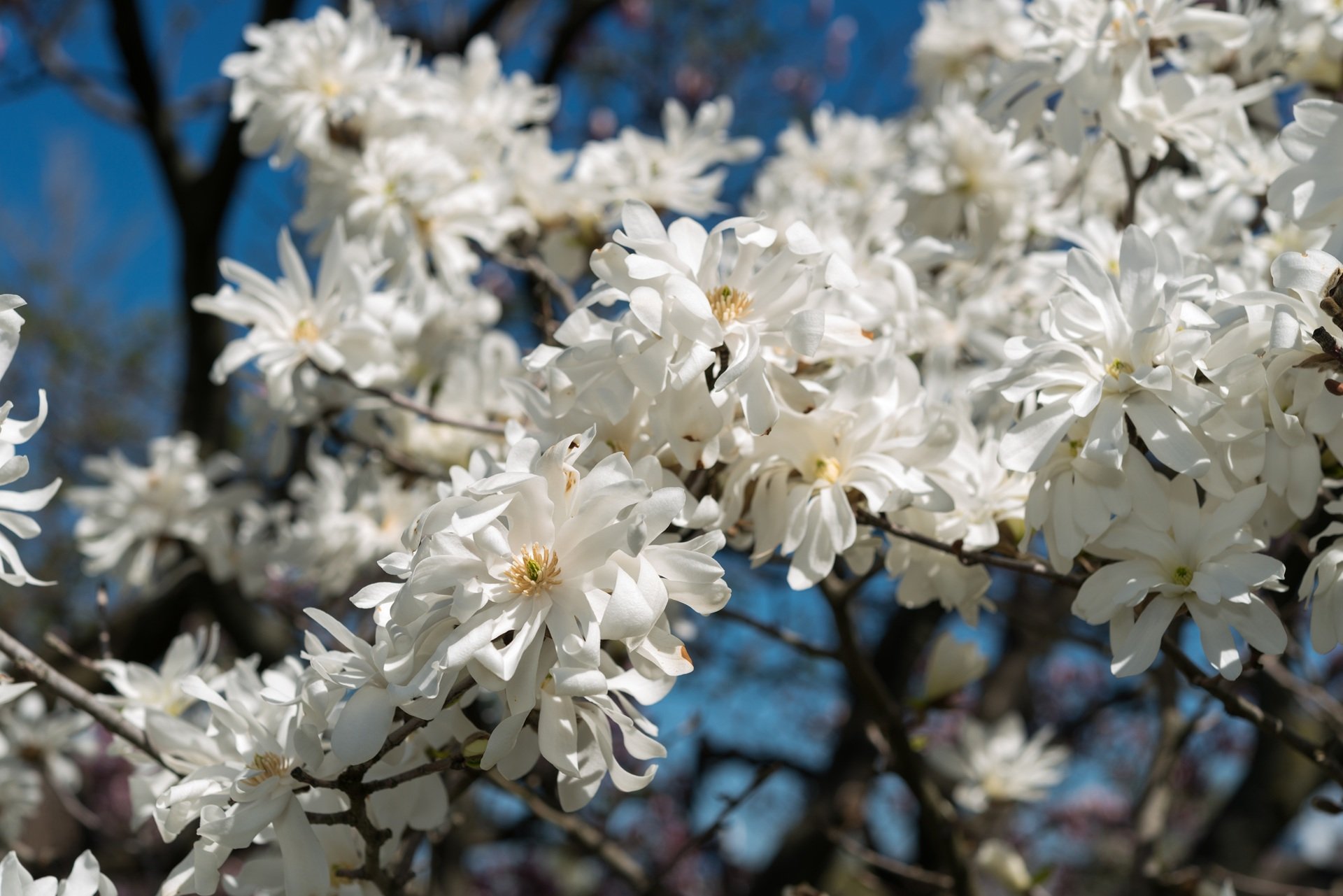 magnolia stellata, called star magnolia in bloom against a blue