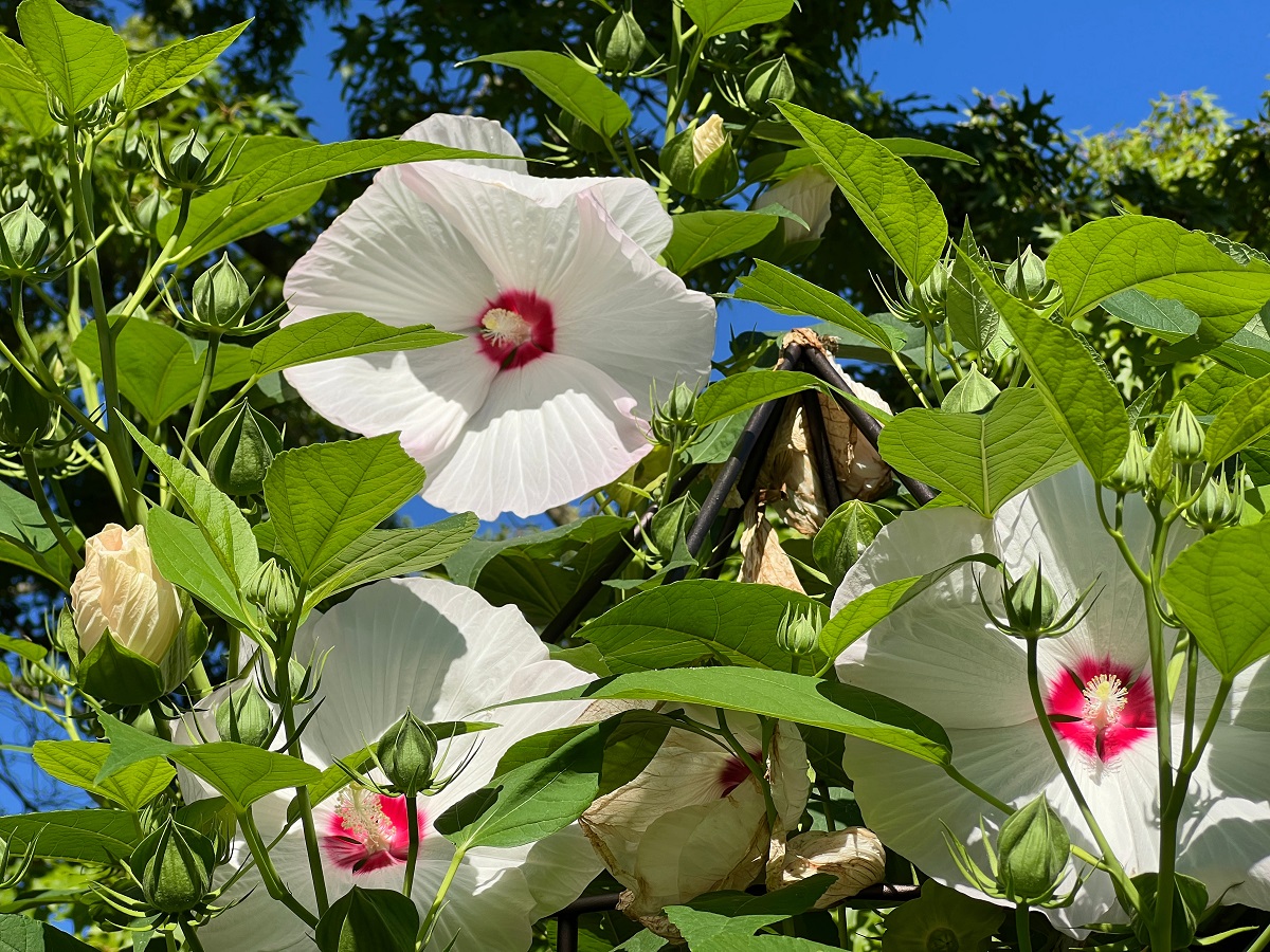 Swamp mallow, Hibiscus, moscheutos