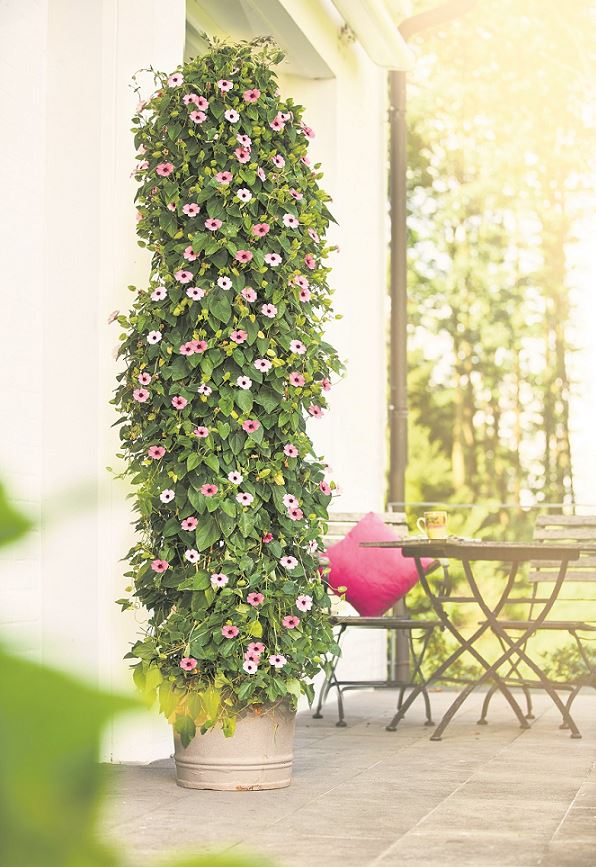 Die hübsche Kletterkünstlerin will hoch hinaus. ©Gastager