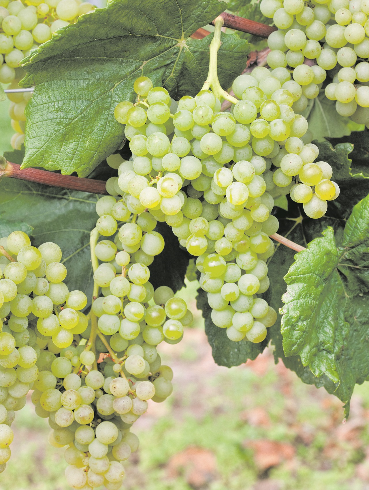 Viktoria von Traub, die Königin der Tafeltrauben, ist die Gartenpflanze des Jahres 2022.