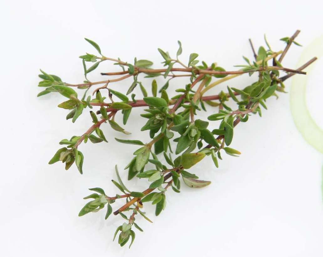 Thymian