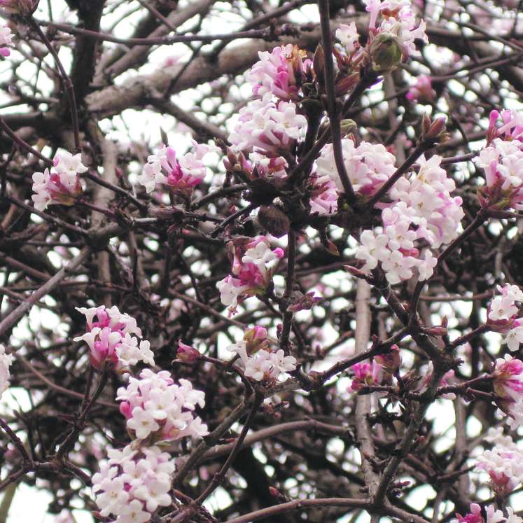 Winterduftschneeball