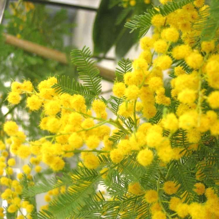 Wintermimose