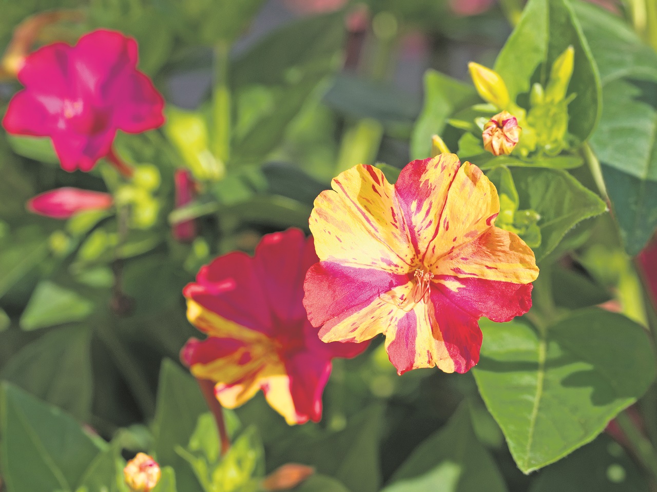 Die weiße, rosa, rote oder gelbe einfärbige oder mehrfärbige Blüte ist nur kurzlebig, wird aber rasch ersetzt, womit die Blütenpracht gesichert ist. ©M. Schuppich/stock.adobe.com