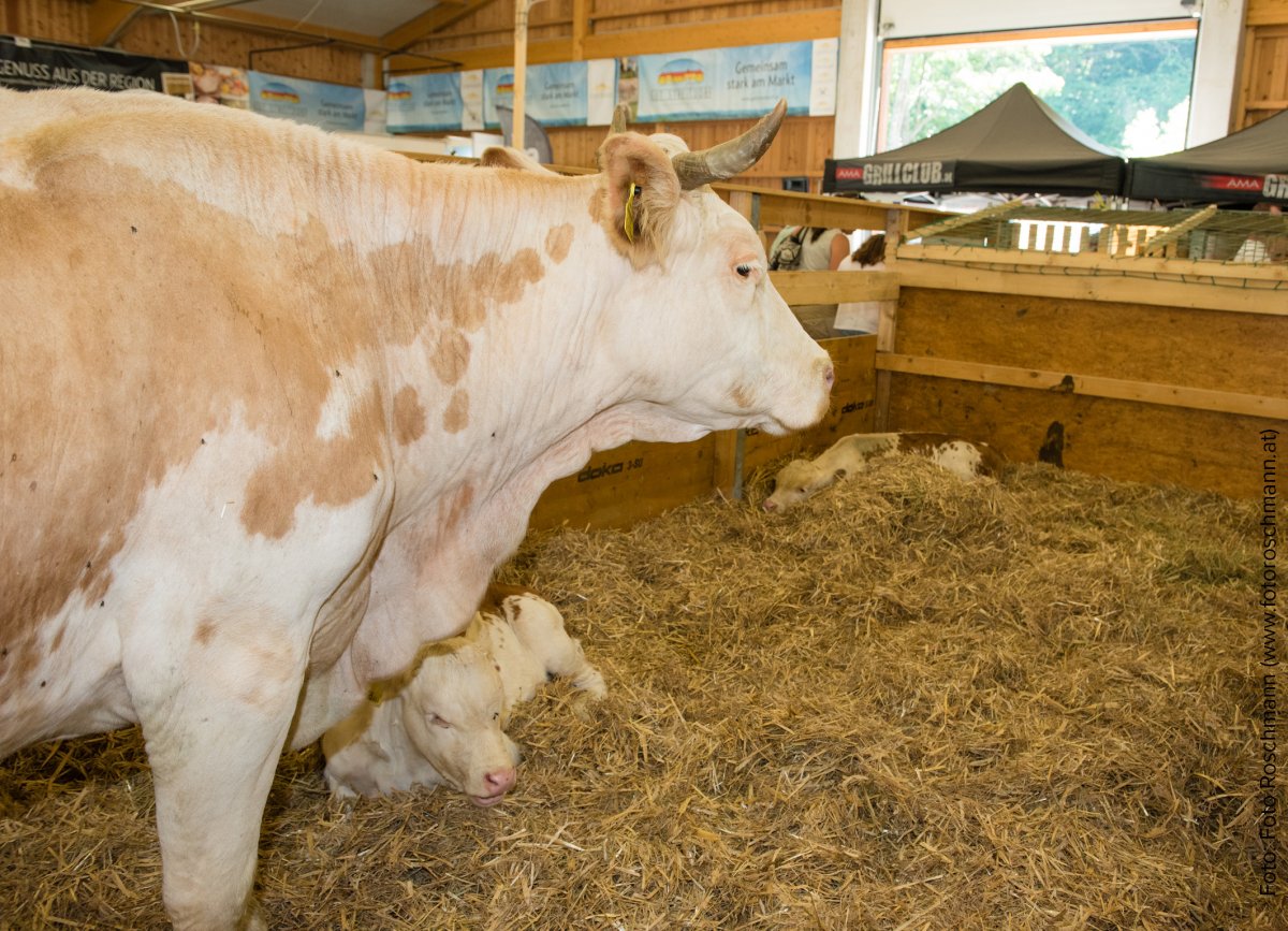 Wieselburger Messe - Land-Forst-Jagd Titelimage