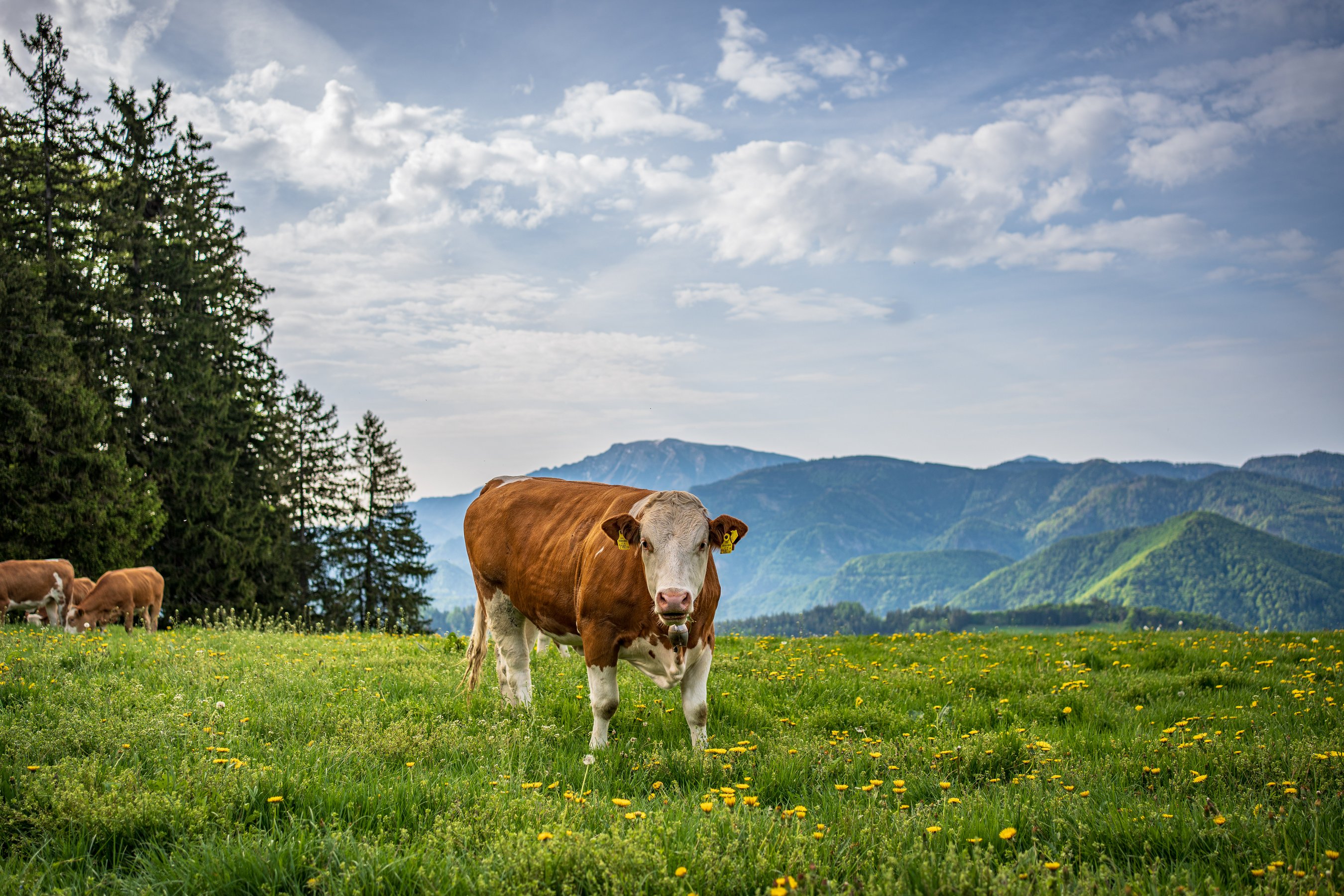 76. NÖ Almwandertag führt auf die Kapler Alm Titelimage