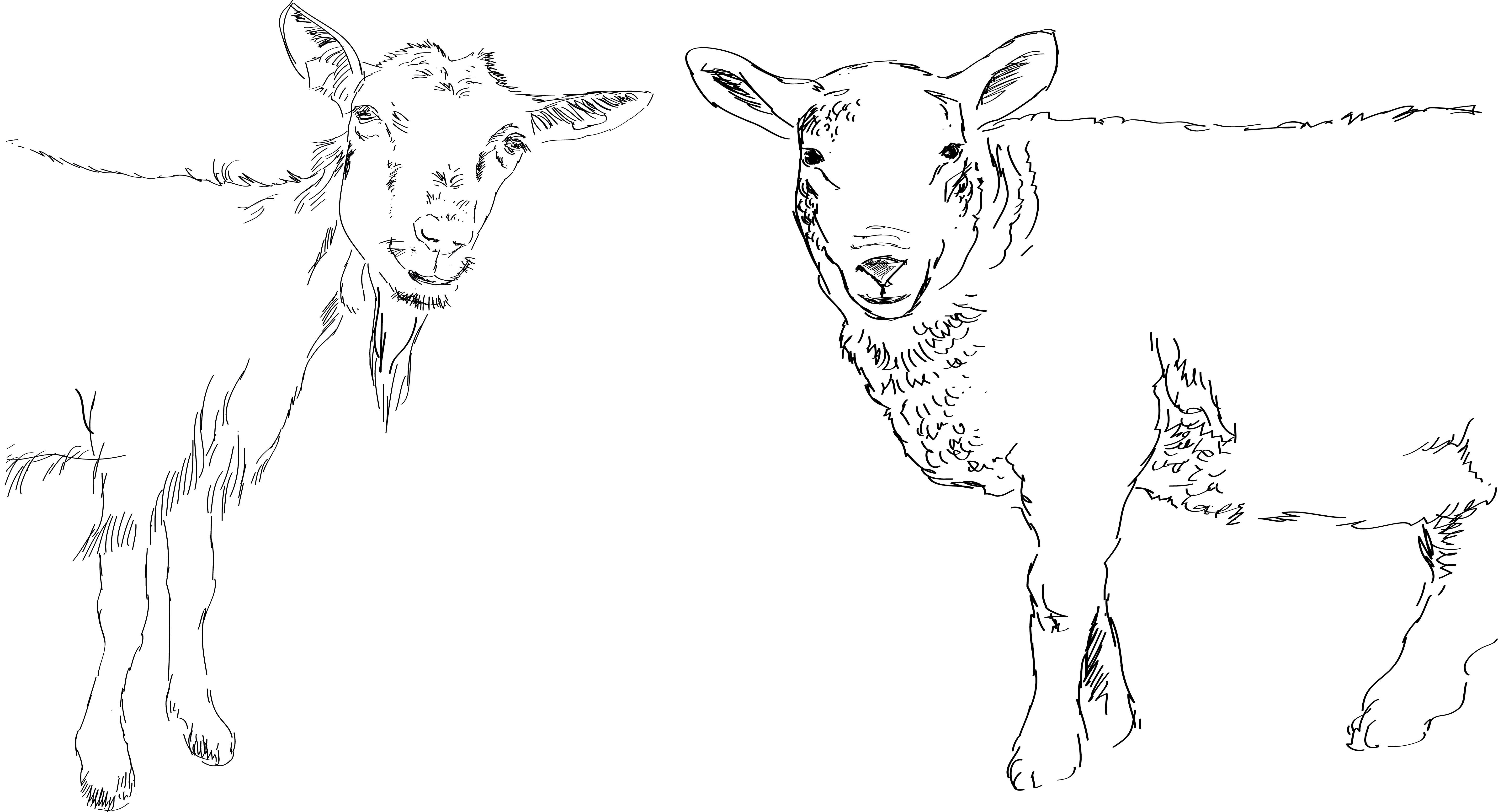 Ziege und Schaf als Illustration von ©Eva Kail