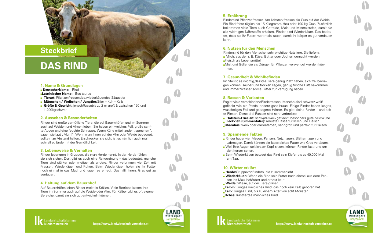 Fille Rind Steckbrief Rind - Landwirtschaft verstehen