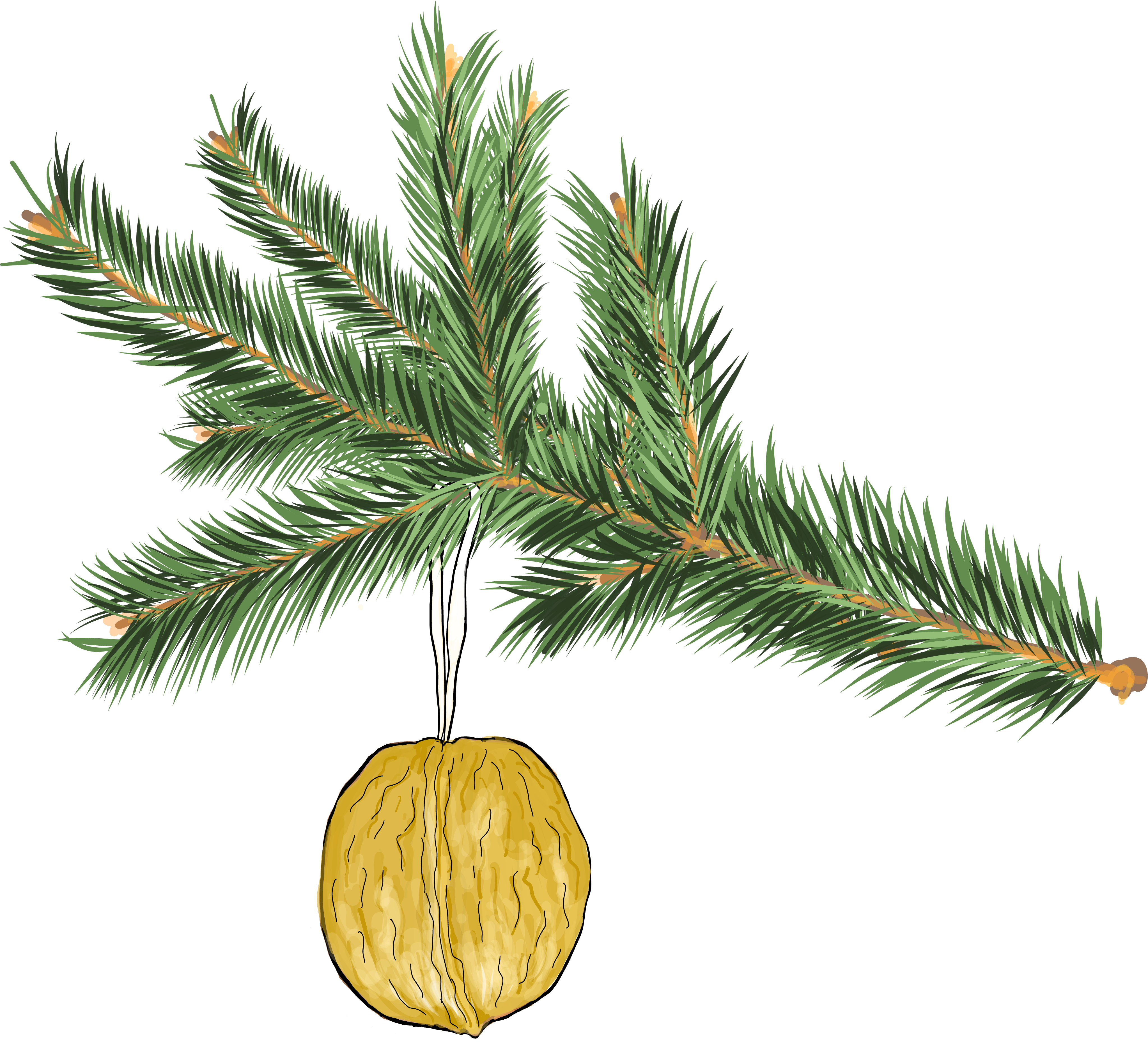 Goldene Walnuss am Tannenzweig