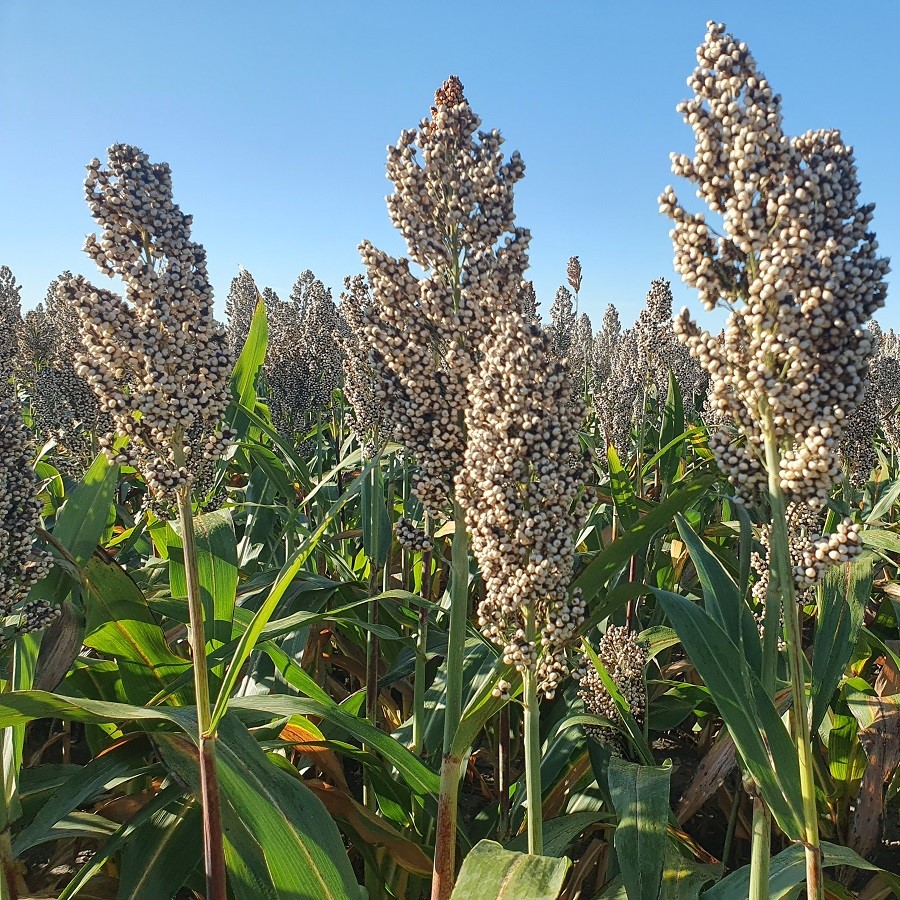 Sorghumhirse in Götzendorf