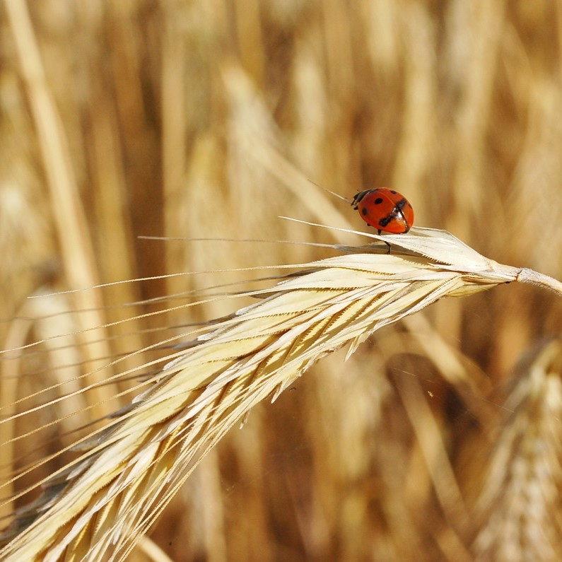 Roggen am Feld in Maissau