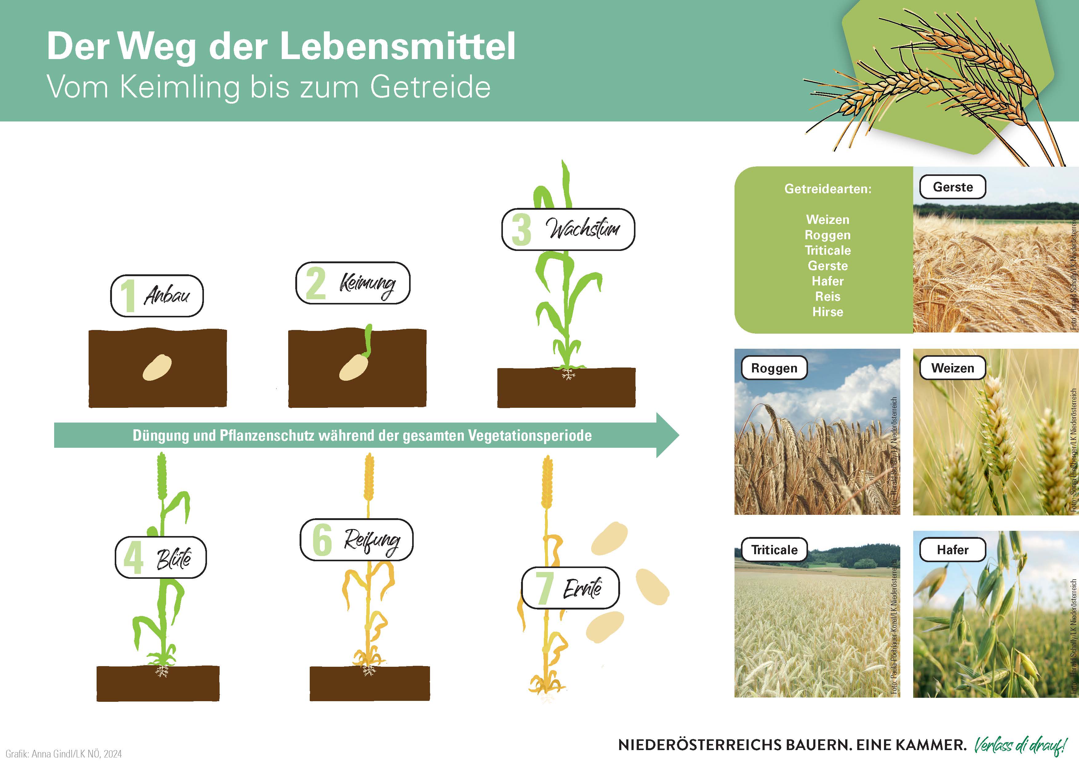 Weg des Getreides - Landwirtschaft verstehen